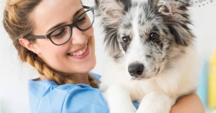 Soins animaliers